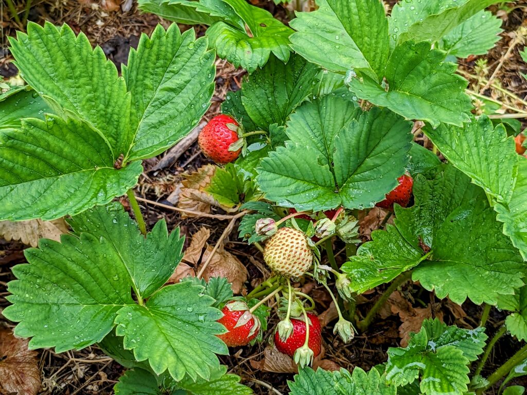 Erdbeeren finden sich im Bauerngarten, einem der Themengärten im Wangeliner Garten