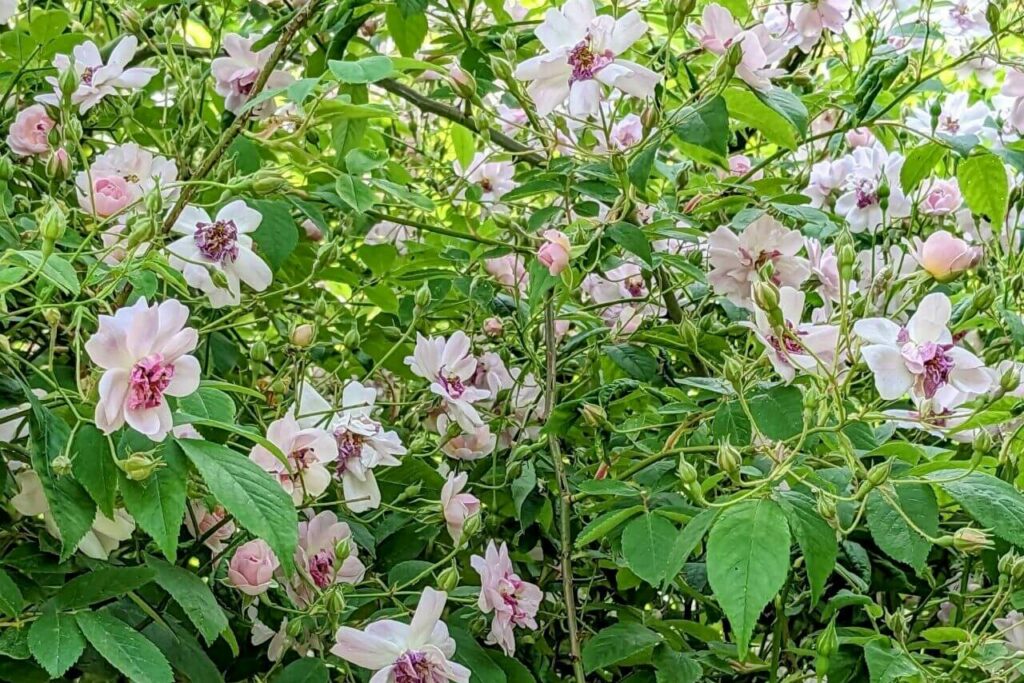 Ramblerrose im Wangeliner Garten