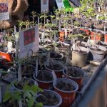 Der Wangeliner Garten bietet eigene Tomatenpflanzen zum Verkauf auf dem Früjahrsmarkt an.