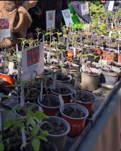 Der Wangeliner Garten bietet eigene Tomatenpflanzen zum Verkauf auf dem Früjahrsmarkt an.