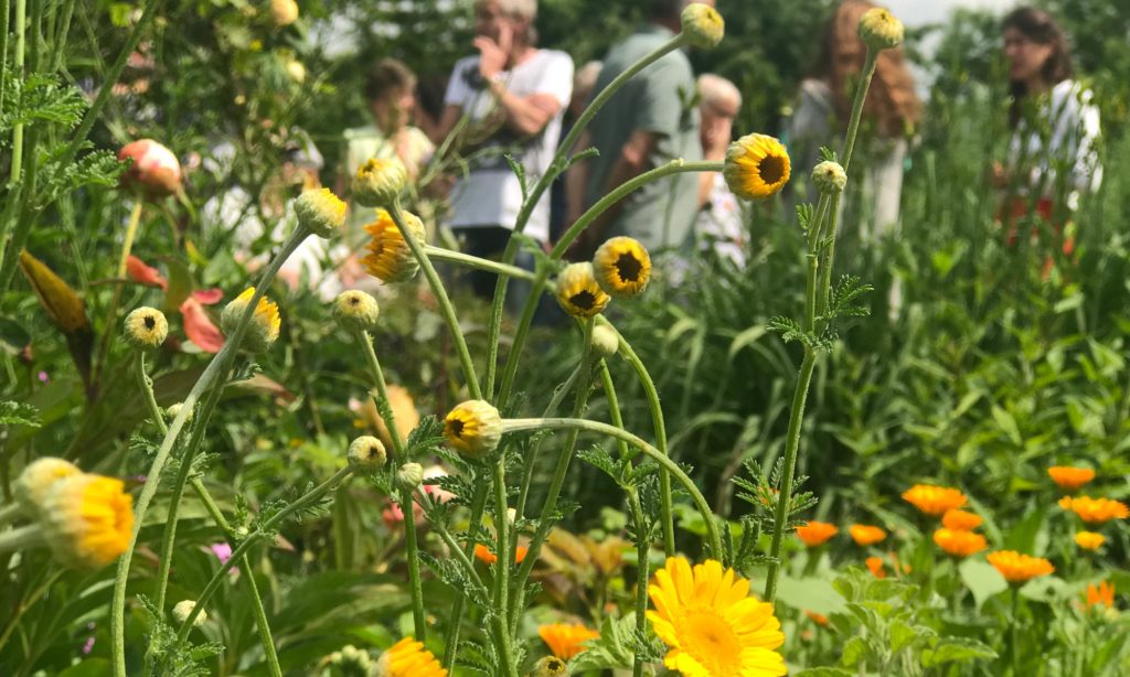 Regelmäßige Fürhungen durch den Wangeliner Garten.