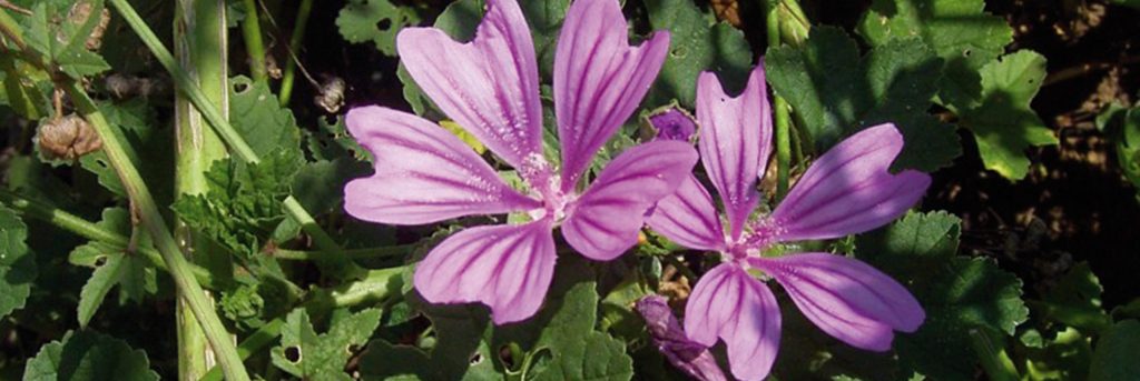 Malva sylvestris ist eine Färberpflanze im Wangeliner Garten