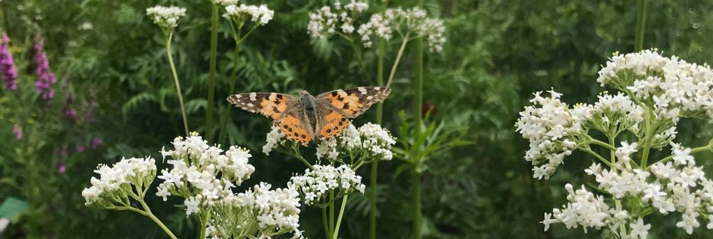 Schmetterlingsgarten, einer der Themengärten im Wangeliner Garten