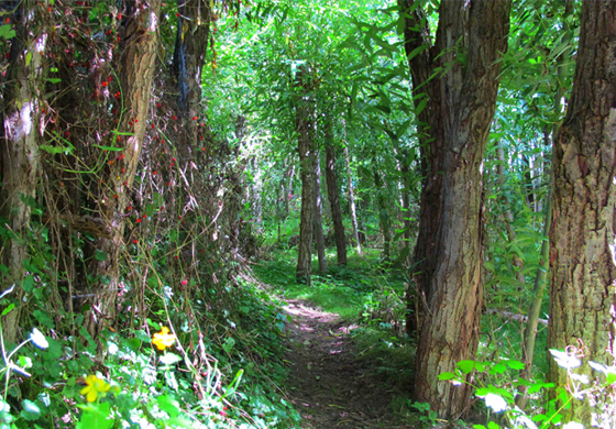 Das Weidenlabyrinth, ein Teil der Spiellandschaft