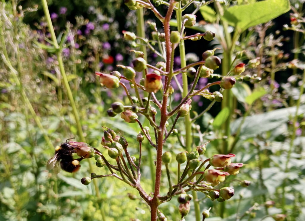 Der Knotige Braunwurz ist beliebt bei Bienen und Hummeln