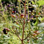 Der Knotige Braunwurz ist beliebt bei Bienen und Hummeln