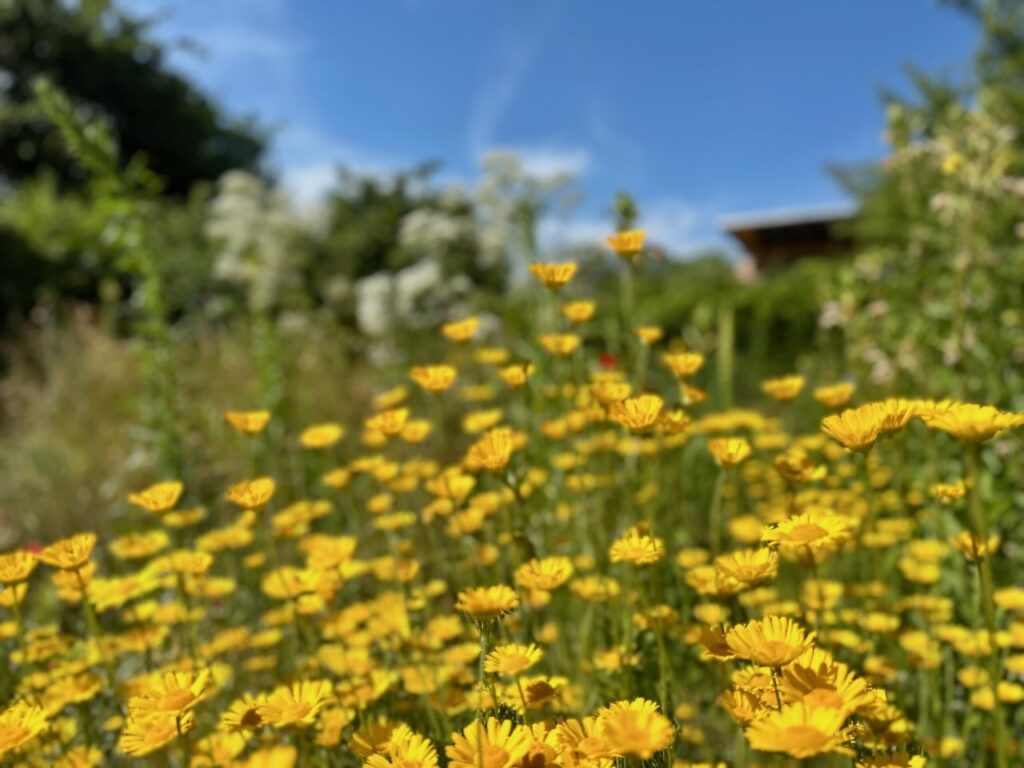 Der Garten blüht auf, wenn die Pflanzen darin den passenden Ort finden