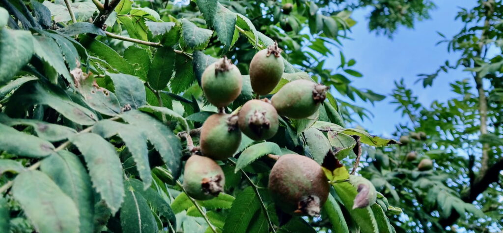 Der Speierling - ein Baum mit Zukunft