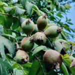 Der Speierling - ein Baum mit Zukunft