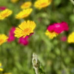 Die Schönheit von Gärten in einem sich wandelnden Klima bewahren