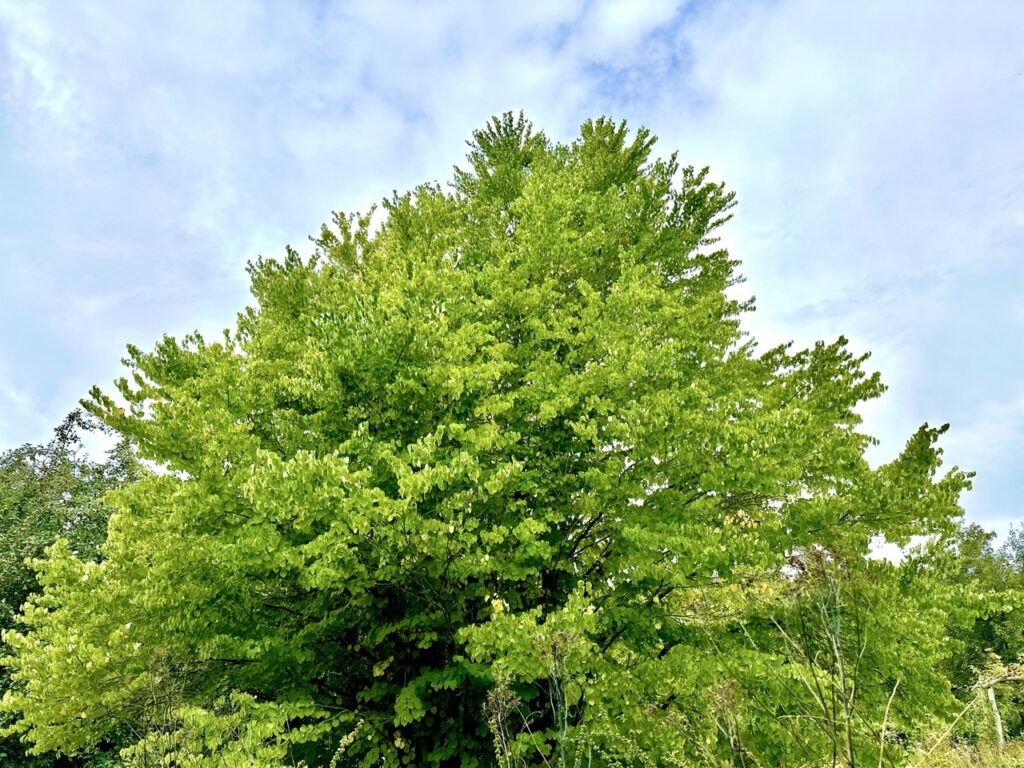 der Kuchenbaum ist bei uns meist als kleiner bis mittelgroßer Baum oder auch strauchartig und erreicht oft um die 10 Meter, je nach Standort und Wuchsform