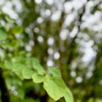Der Kuchenbaum [Cercidiphyllum japonicum] ist ein laubabwerfender Zierbaum aus Ostasien, der vor allem durch seine außergewöhnliche Herbstwirkung auffällt. Botanisch gehört er zur kleinen Familie der Cercidiphyllaceae und gilt als eigenständiges, charaktervolles Gehölz.